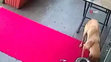 Anne Köpek, Hasta Yavrusunu Veterinere Götürdü!