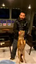 Denizde Tilkiyi Kurtaran Beşiktaşlı Genç