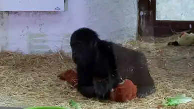 Ele Geçirilen Yavru Gorilin Adı 'Zeytin'!