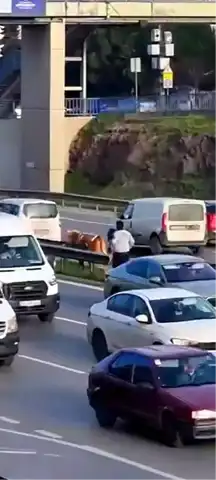 Maltepe'de E5'te Kovalamaca: Büyükbaş Hayvan Kaçtı!