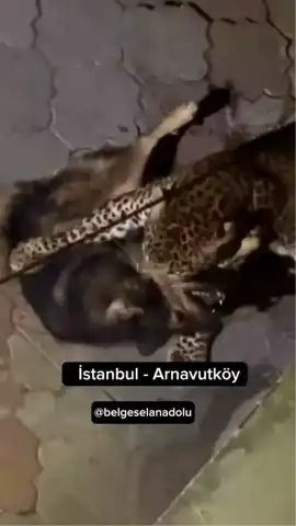 İstanbul Kaplan Videosu Sahte! Gerçek Hindistan'da